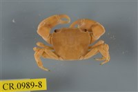 藏品(平背蜞)的圖片